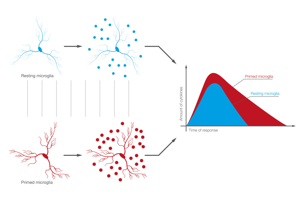 Figura 1 - Nell’invecchiamento il fenotipo della microglia è prevalentemente di tipo primed. Questo fenotipo risponde alle stimolazioni in modo più intenso, cioè producendo quantità superiori di mediatori pro-infiammatori e per periodi estesi. La microglia primed causa, per questo, neuroinfiammazione persistente, capace di danneggiare l’integrità del tessuto e la funzionalità dei neuroni.